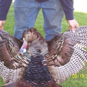 Meet your Posher, Ellen